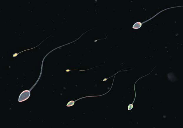 Picture 1 of Detects genes that cause infertility