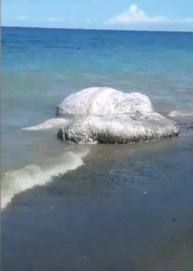 Picture 1 of Determination of 6-meter-long hairy creatures washed up on the coast of the Philippines