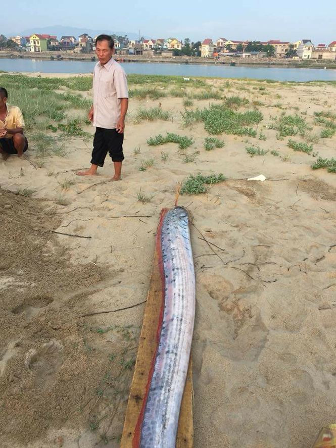Picture 1 of Determined fish rowing paddled continuously to the coast of Quang Binh - Ha Tinh