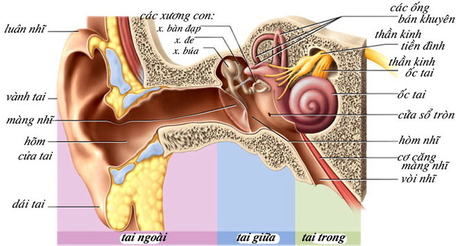 Picture 1 of Determining the type of protein can help people with hearing loss hear back to normal