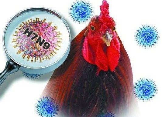Picture 1 of Develop rapid test kits for H7N9 virus
