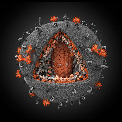 Picture 1 of Development of a vaccine to completely destroy SIV in monkeys