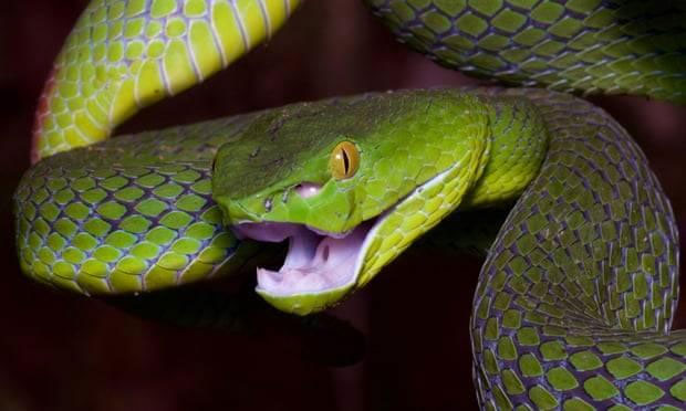 Development of antidote for snake venom based on antibodies to HIV