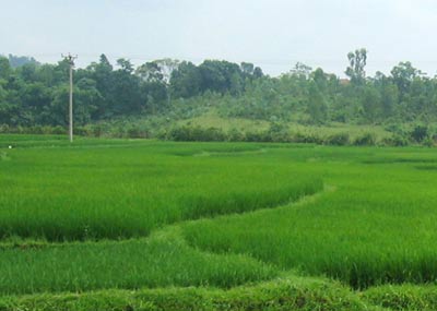 Picture 2 of Development of biofuels without harming Vietnamese agriculture