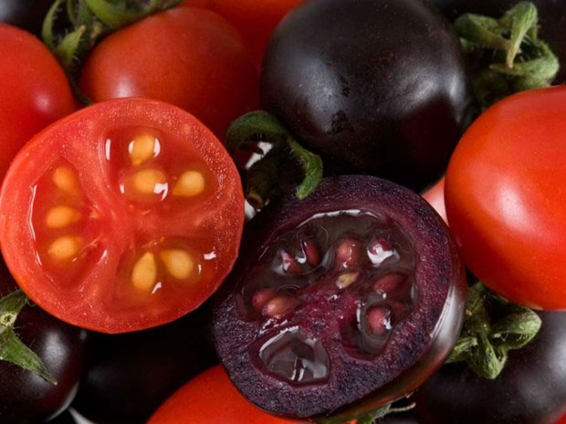Picture 1 of Development of genetically modified purple tomato variety rich in anthocyanin