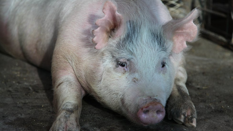 Picture 1 of Development of human body parts in pigs