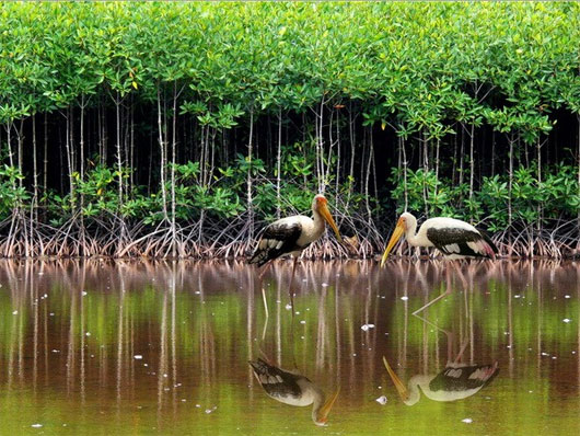 Picture 1 of Development of mangrove forest ecosystem by regeneration