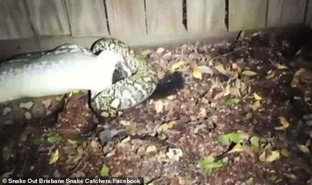 Picture 1 of Devoured by pythons, animals with maternal bags could do the last thing