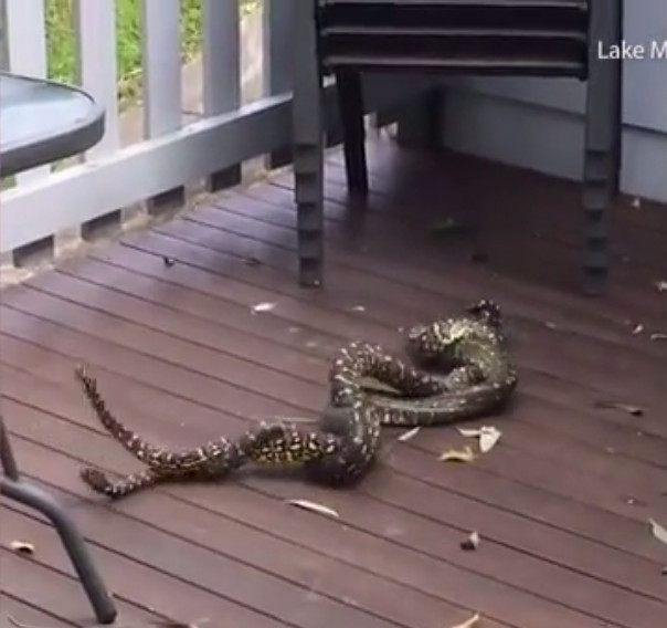 Picture 1 of Diamond python in front of people in Australia