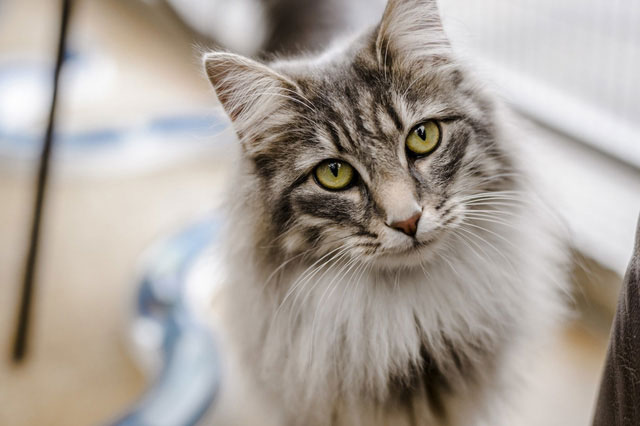 Picture 2 of Did cats come with the Vikings to conquer the world?