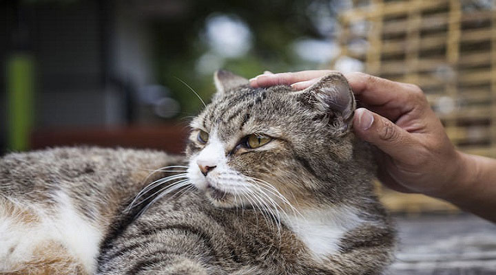 Picture 3 of Did you know how to caress cats properly?