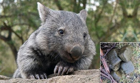 Picture 3 of Did you know: The feces of Wombat bags are square and this is the reason