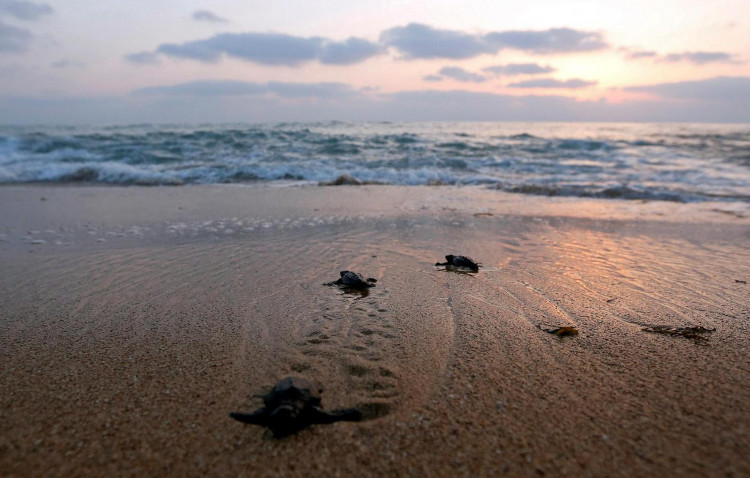 Picture 4 of Did you know: turtles survive through the winter by ... breathing on the butt