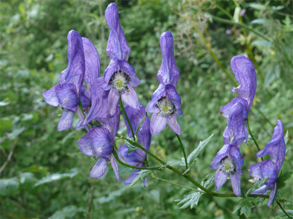 Picture 1 of Die for poisonous plants in the garden