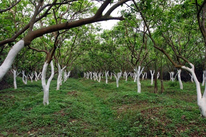 Picture 3 of Dien grapefruit planting techniques for wrong and succulent fruits