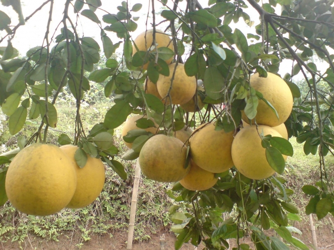 Picture 4 of Dien grapefruit planting techniques for wrong and succulent fruits