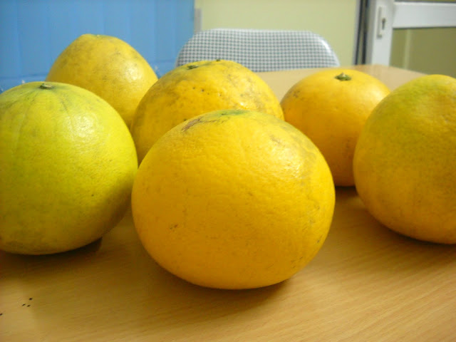 Picture 5 of Dien grapefruit planting techniques for wrong and succulent fruits