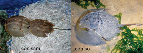 Picture 2 of Differentiate sea and sea against poisoning