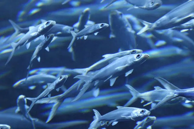 Picture 2 of Difficult question: Do fish sleep?