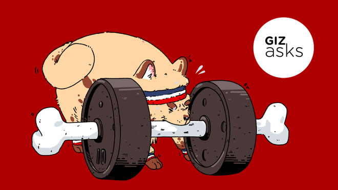 Difficult questions: In addition to humans, are there any animals that know how to exercise? images 1