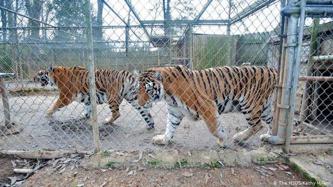 Difficult questions: In addition to humans, are there any animals that know how to exercise? images 2