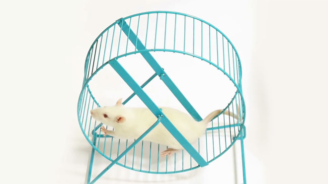 Difficult questions: In addition to humans, are there any animals that know how to exercise? images 3