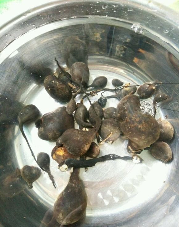 Picture 8 of Dig ants to find rare and precious fungi, cost 68 million / kg