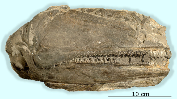 Picture 3 of Digging the 250 million year old sea monster in the American desert