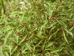 Picture 1 of Dinh Lang tree - precious medicine