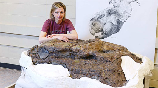 Picture 1 of Dinosaur skull intact in Canada