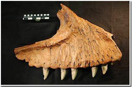 Picture 1 of Dinosaur teeth are as big as ... bananas