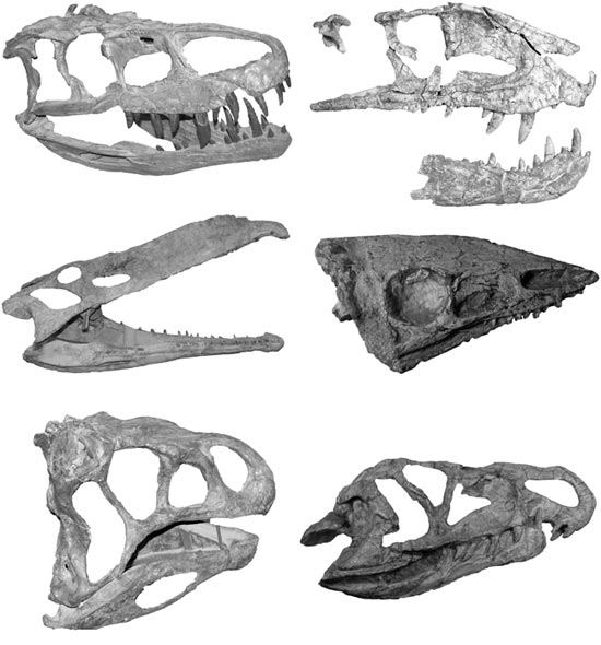 Picture 1 of Dinosaurs dominated the earth completely by luck