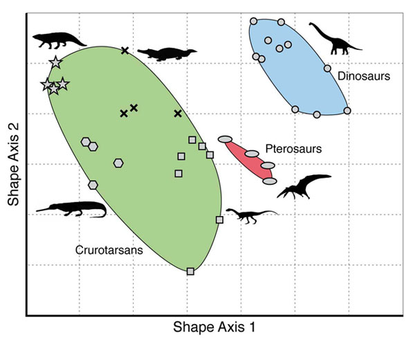Picture 2 of Dinosaurs dominated the earth completely by luck