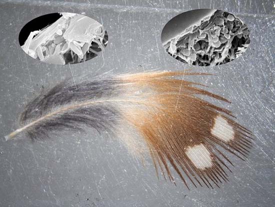 Picture 1 of Dinosaurs grow feathers due to the harsh climate