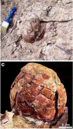 Picture 2 of Dinosaurs hatch eggs on hot water circuits