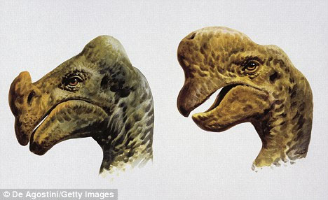 Picture 2 of Dinosaurs have colorful tail like peacock birds
