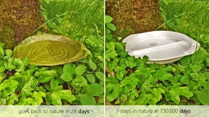 Picture 5 of Disc made from tree leaves - The invention that the world needs