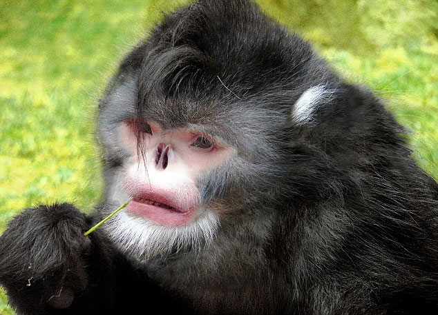 Picture 2 of Discover 10 new species of creatures