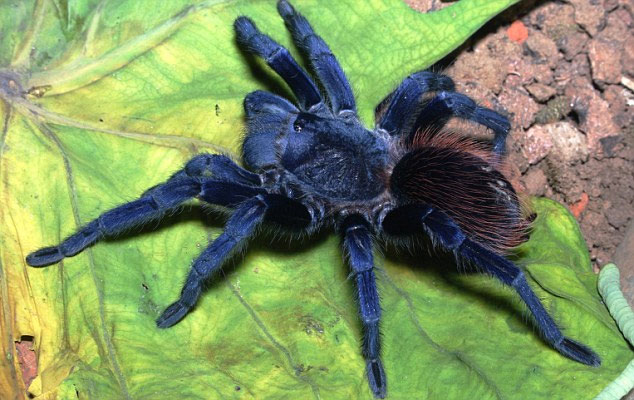 Picture 3 of Discover 10 new species of creatures