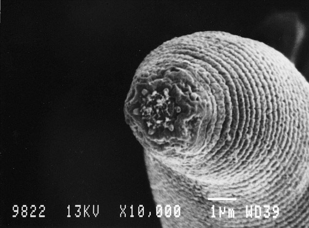 Picture 4 of Discover 10 new species of creatures
