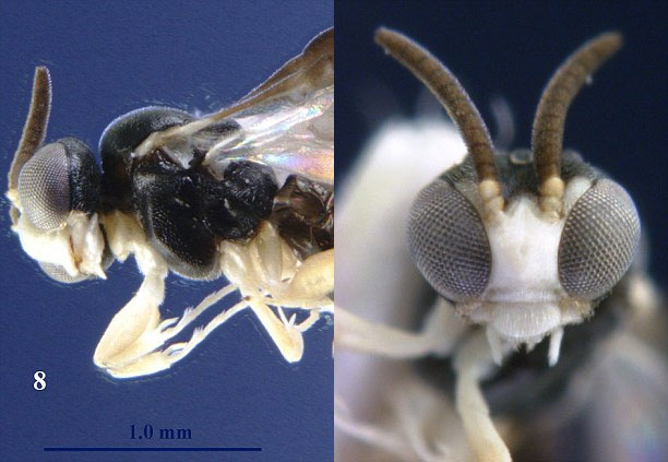Picture 6 of Discover 10 new species of creatures