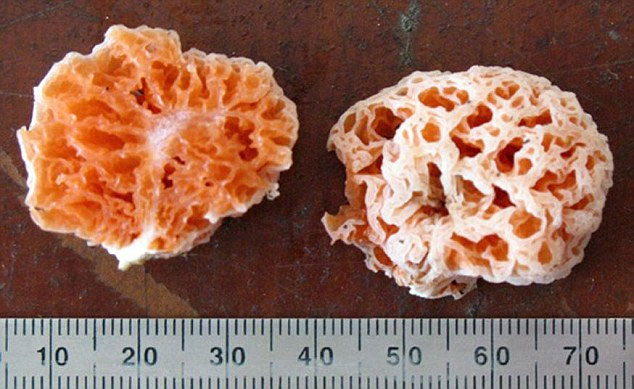 Picture 7 of Discover 10 new species of creatures