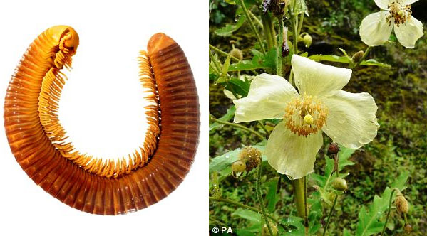 Picture 9 of Discover 10 new species of creatures