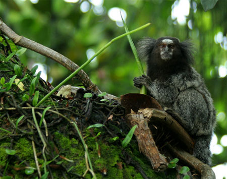 Picture 1 of Discover 1,220 new species of creatures in the Amazon forest