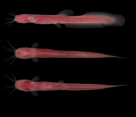 Picture 10 of Discover 1,220 new species of creatures in the Amazon forest