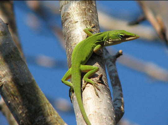 Picture 11 of Discover 1,220 new species of creatures in the Amazon forest