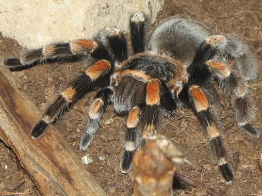 Picture 5 of Discover 1,220 new species of creatures in the Amazon forest