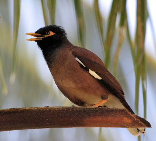 Picture 6 of Discover 1,220 new species of creatures in the Amazon forest