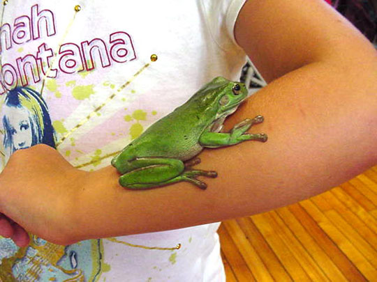 Picture 7 of Discover 1,220 new species of creatures in the Amazon forest