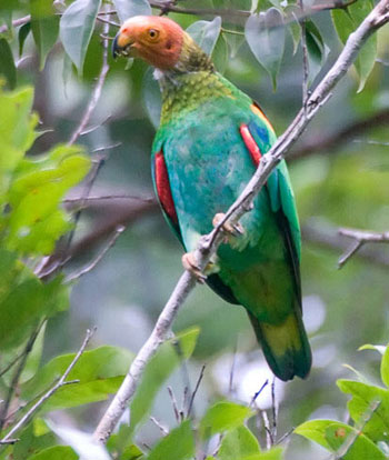 Picture 9 of Discover 1,220 new species of creatures in the Amazon forest